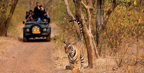Golden Triangle with Ranthambore jungle Safari